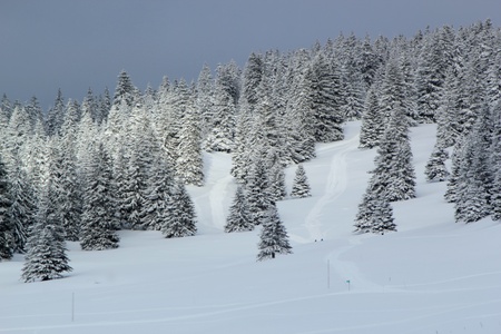 Beautiful fir trees covered with snow in the Jura mountain by cloudy day of winter, Switzerlandの写真素材