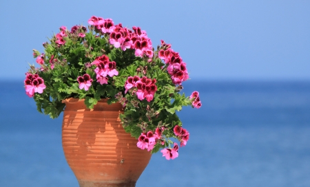 Beautiful geranium flowers in a pot in front of the oceanの写真素材