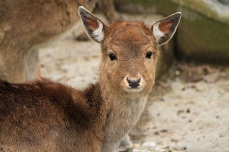 Close up of a doe headの写真素材