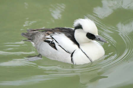 White male duck smew floating on the water