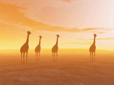 Silhouette of four giraffes standing in the desert by sunsetの写真素材