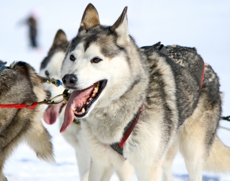 A husky sled dog at work with tongue outside by winter dayの写真素材