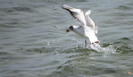 Seagull flying upon the water holding a piece of bread in its beakの写真素材