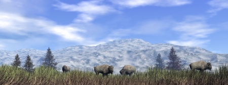 Herd of bisons in the green grass next to fir trees and in front of a mountain by cloudy dayの写真素材