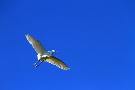 Beautiful white egret bird flying wings wide open in deep blue skyの写真素材