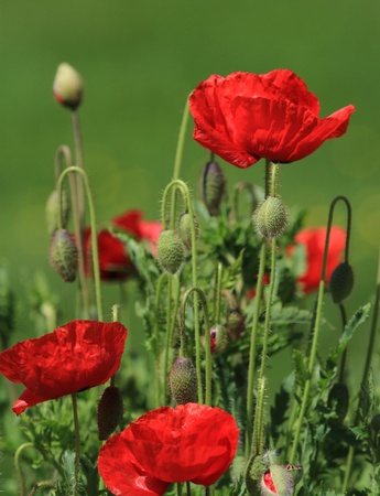 Close up of beautiful red poppies among green grassの写真素材