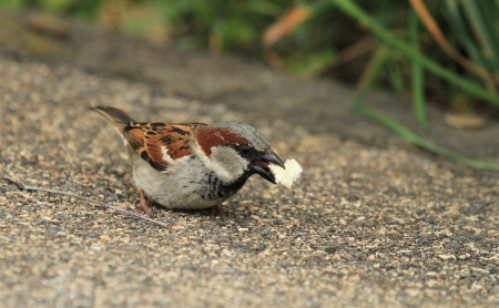 Small sparrow standing on a wall with a little piece of bread in its beakの写真素材