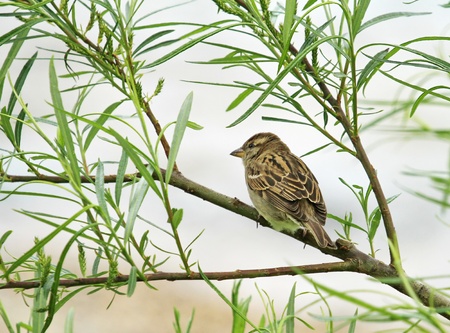 Small sparrow standing on a branch with little green leavesの写真素材