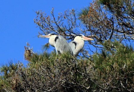 Two herons standing quietly back to back in a tree by beautiful weatherの写真素材
