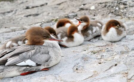 Goosander  Mergus merganser  female duck and its ducklings on a stone next to water lakeの写真素材