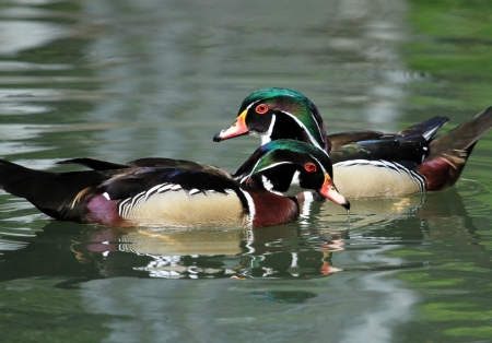 Two male wood ducks  aix sponsa  swimming in blue waterの写真素材