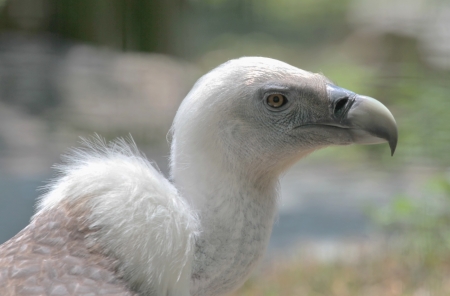Griffon vulture  gyps fulvus  close up portrait