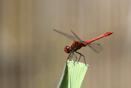 Red dragonfly, sympetrum, at rest on a big green leafの写真素材