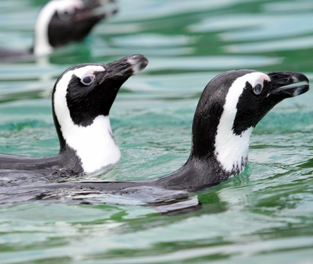 Head of humboldt penguins  Spheniscus humboldti  swimming in the waterの写真素材