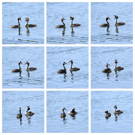 Collage of great crested grebe male and female ducks, podiceps cristatus, courtship on waterの写真素材