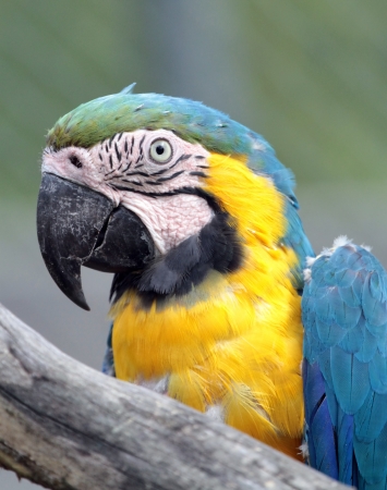 Beautiful blue and gold macaw  ara ararauna  behind tree trunkの写真素材