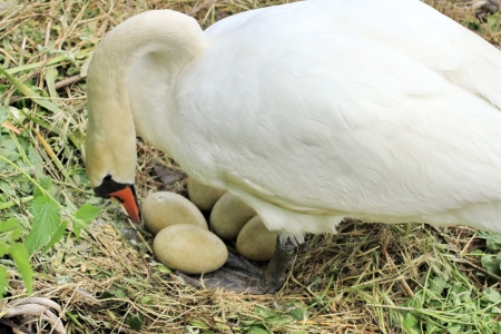 Female swan looking at her eggs in nest of reeds on pebblesの写真素材