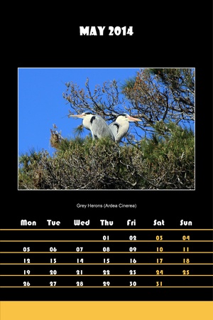 Colorful english bird calendar for may 2014 in black background, grey heron  ardea cinerea  pictureの写真素材