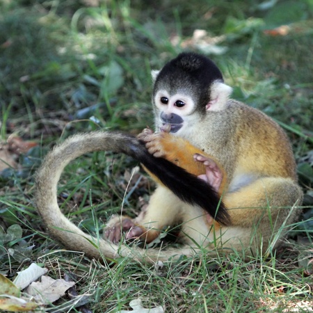 Squirrel monkey  saimiri sciureus  eating on the ground