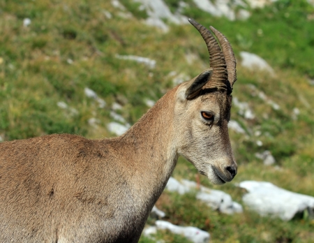 Female alpine ibex  capra ibex  or steinbock portrait in Alps mountain, Franceの写真素材