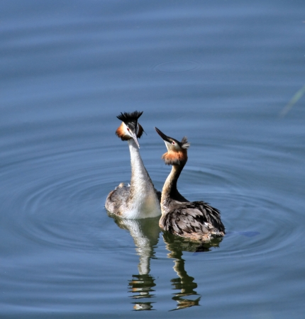 Great crested grebe male and female ducks, podiceps cristatus, courtship on waterの写真素材