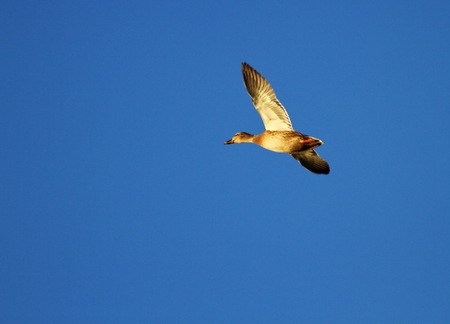 Female mallard duck flying into deep blue sky by sunsetの写真素材