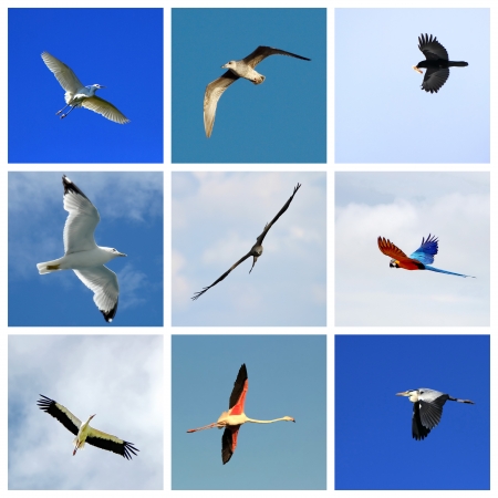 Set of nine flying birds   gull, egret, buzzard, parrot, flamingo, heron, crowの写真素材