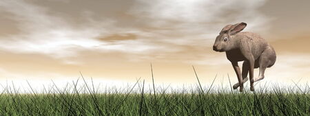 One hare running in the grass by brown sunsetの写真素材