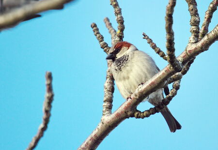 Single breeding male sparrow on a branch by beautiful dayの写真素材