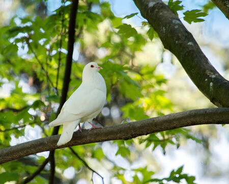 Beautiful white dove standing on a tree branchの写真素材