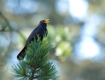 One common blackbird  turdus merula  singing on a branchの写真素材