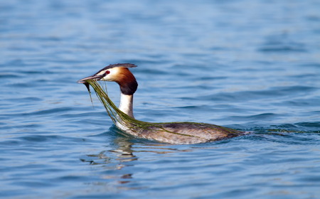 Crested grebe duck  podiceps cristatus  floating on water and holding a branch to build the nest