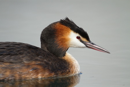 Crested grebe duck  podiceps cristatus  floating on waterの写真素材