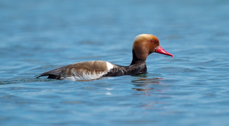 Red-crested pochard  netta rufina  male floating on waterの写真素材