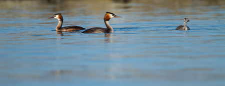 Crested grebe, podiceps cristatus, ducks family