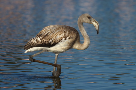 Young greater flamingo, phoenicopterus roseus, Camargue, Franceの写真素材
