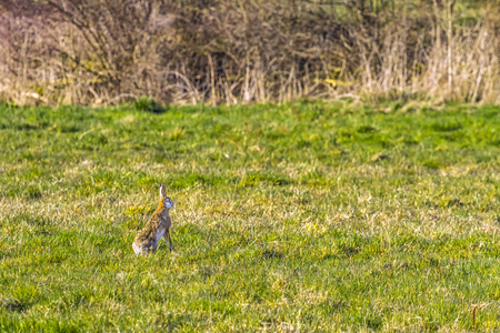 European brown hare, lepus europaeus