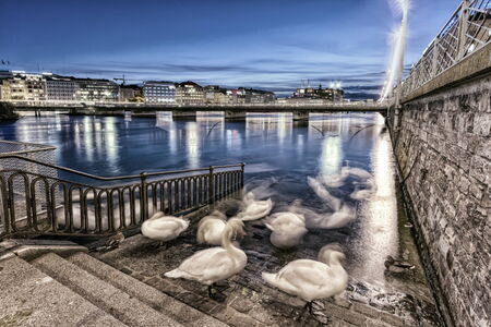 Swans shadows at Geneva lake and bridge, Switzerland