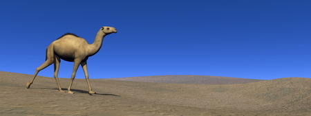 Camel walking - 3D renderの写真素材
