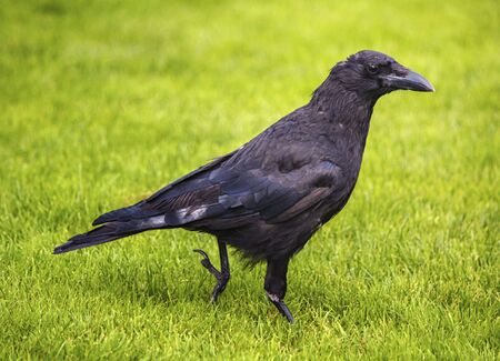 Black crowの写真素材