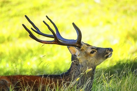 Deer hornsの写真素材