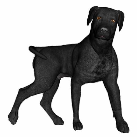 Black labrador dog standing - 3D renderの写真素材