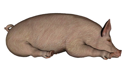 Pig sleeping - 3D renderの写真素材