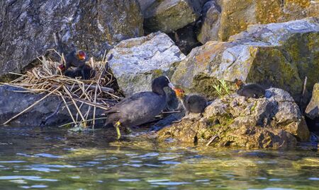 Eurasian or common coot, fulicula atra, feeding two ducklings in the nestの写真素材