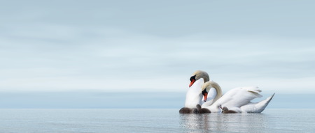 Swan family floating over by blue day - 3D renderの写真素材