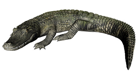 Quiet caiman isolated in white background - 3D renderの写真素材