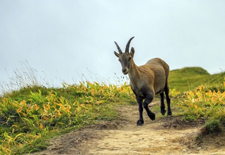 Female wild alpine ibex, capra ibex, or steinbock walking in Alps mountain, Franceの写真素材
