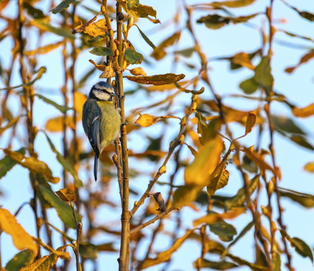 Eurasian blue tit, cyanistes caeruleus, oamong branches by sunsetの写真素材