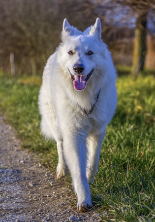 Swiss white shepherd running on the roadの写真素材