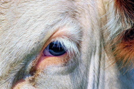 Brown and white fribourg cow close up on one eye, Switzerlandの写真素材